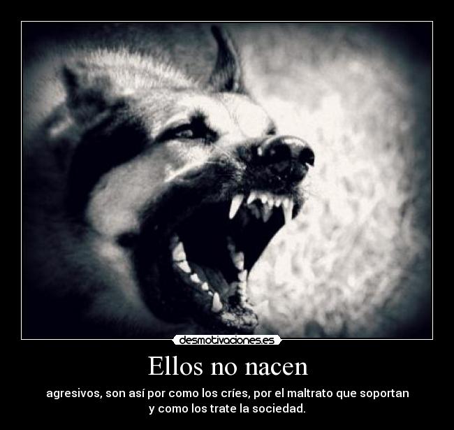 Ellos no nacen - agresivos, son así por como los críes, por el maltrato que soportan
y como los trate la sociedad.