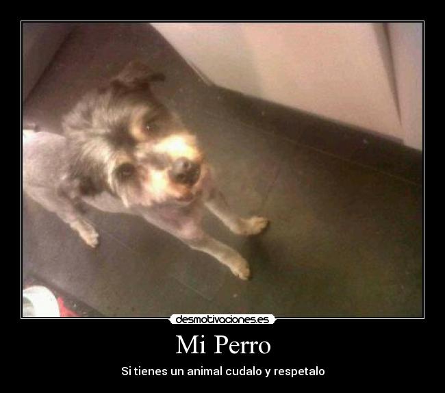 carteles perr0 desmotivaciones