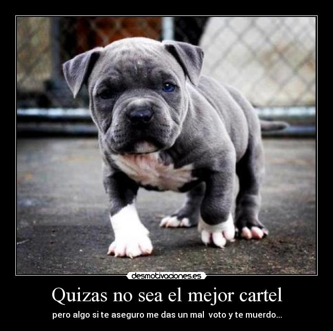 Quizas no sea el mejor cartel - pero algo si te aseguro me das un mal voto y te muerdo...