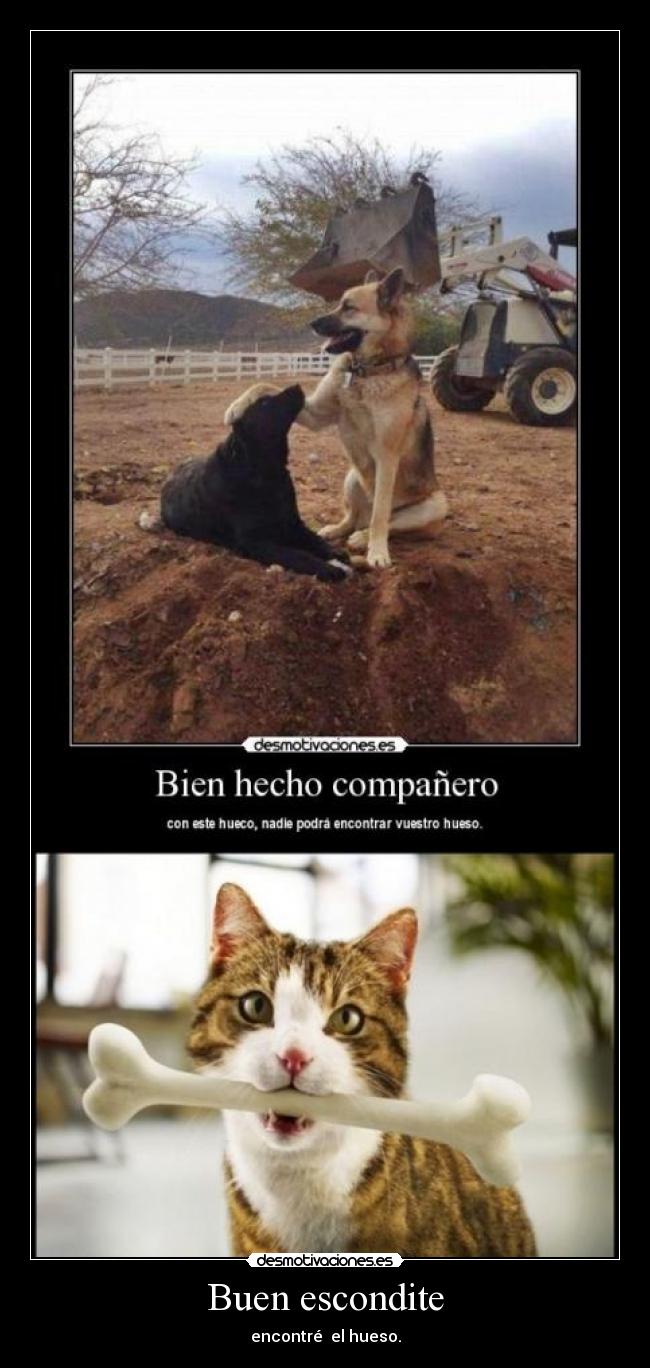 Buen escondite - encontré el hueso.