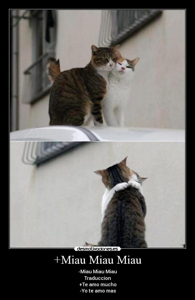 +Miau Miau Miau - -Miau Miau Miau
Traduccion
+Te amo mucho
-Yo te amo mas