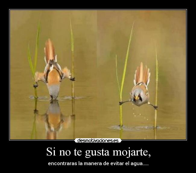 Si no te gusta mojarte, - encontraras la manera de evitar el agua.....