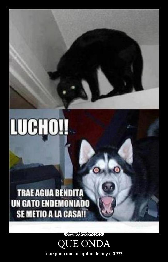 QUE ONDA - que pasa con los gatos de hoy o.0 ???