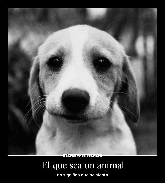 El que sea un animal - 