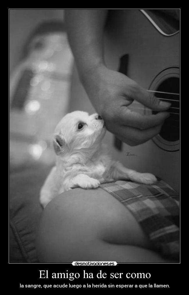 El amigo ha de ser como - la sangre, que acude luego a la herida sin esperar a que la llamen.