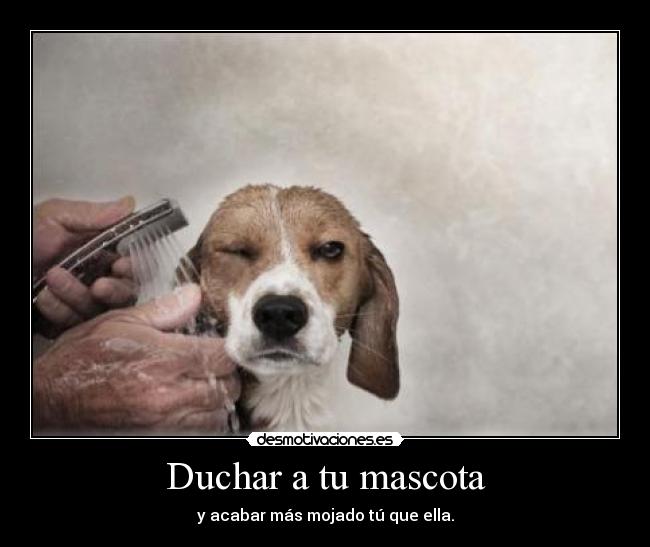 Duchar a tu mascota -