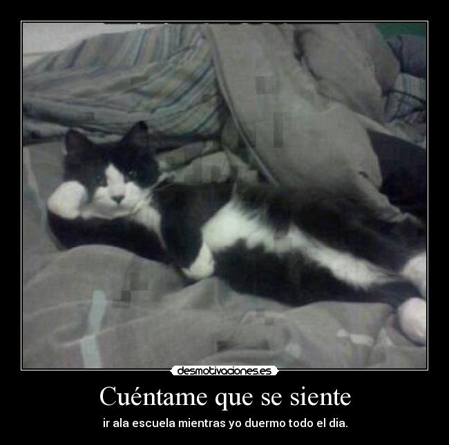 Cuéntame que se siente -