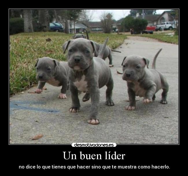 Un buen líder - 