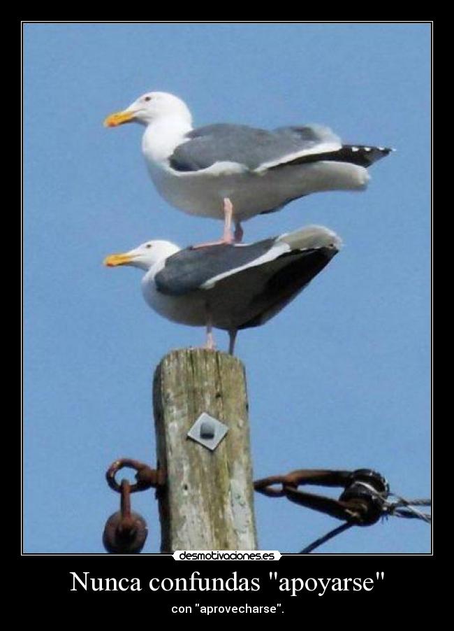 Nunca confundas apoyarse - 
