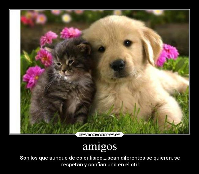 amigos - Son los que aunque de color,fisico....sean diferentes se quieren, se
respetan y confian uno en el otrl
