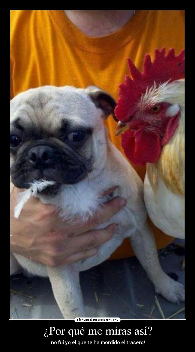 ¿Por qué me miras así? - no fui yo el que te ha mordido el trasero!