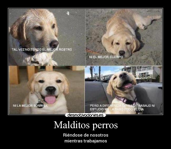 Malditos perros -