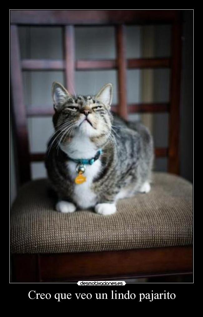 Creo que veo un lindo pajarito -