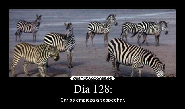 carteles zebras leon que sea ewe desmotivaciones