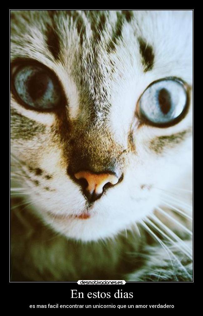 En estos dias - es mas facil encontrar un unicornio que un amor verdadero