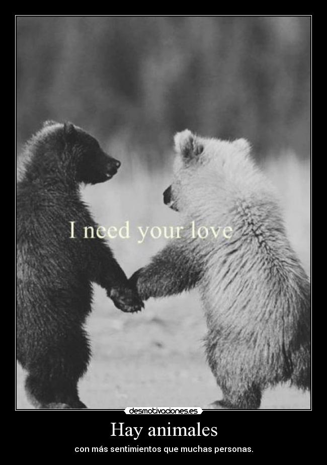 carteles animales aman desmotivaciones