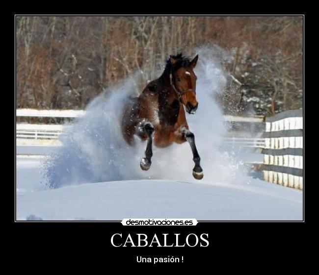 CABALLOS - Una pasión !