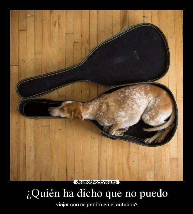 ¿Quién ha dicho que no puedo - viajar con mi perrito en el autobús?