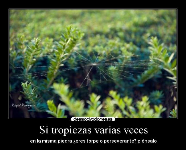 Si tropiezas varias veces - en la misma piedra ¿eres torpe o perseverante? piénsalo