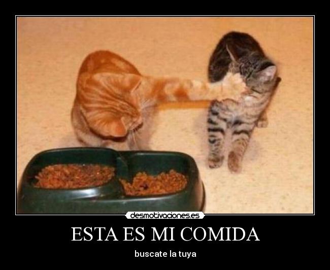 carteles comida gatos comida graciosos desmotivaciones