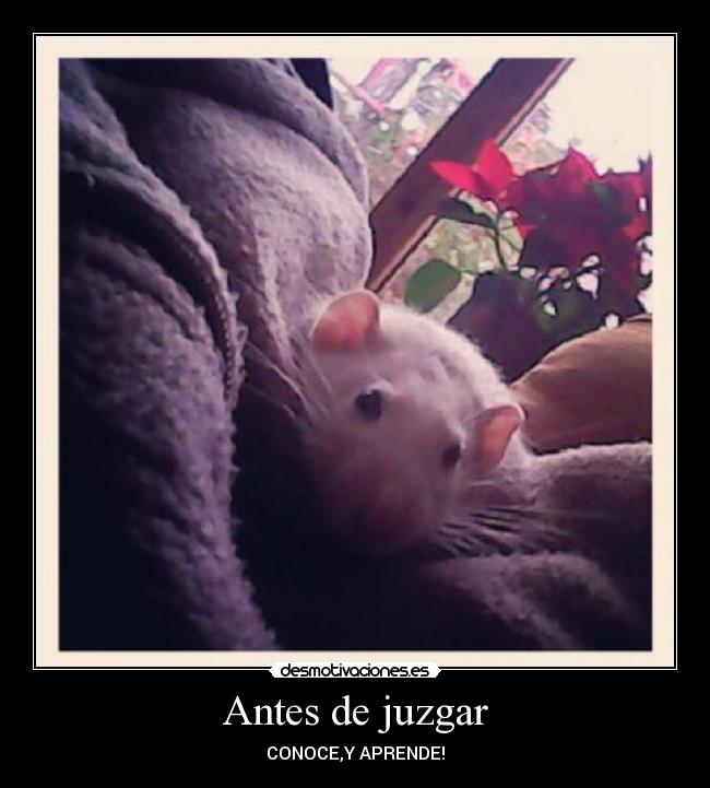 Antes de juzgar -