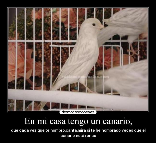 En mi casa tengo un canario, - 