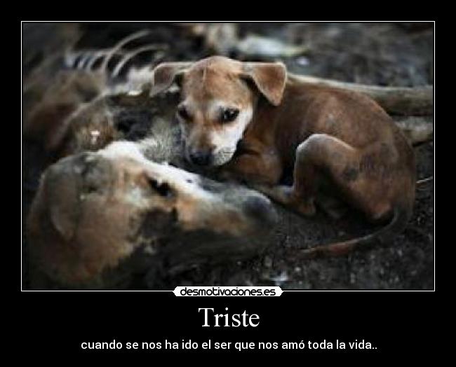 Triste - cuando se nos ha ido el ser que nos amó toda la vida..