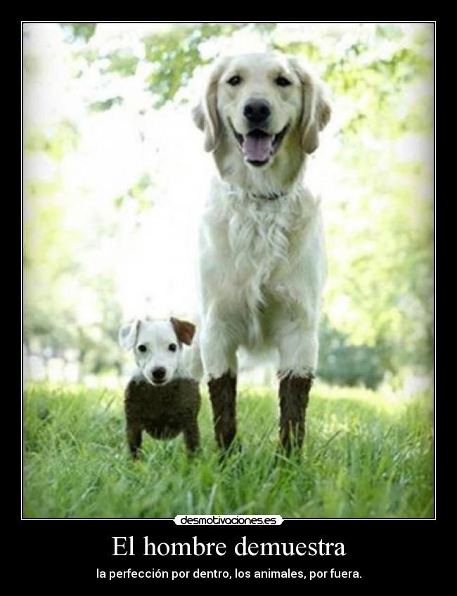 El hombre demuestra - la perfección por dentro, los animales, por fuera.