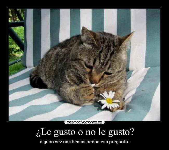 ¿Le gusto o no le gusto? -