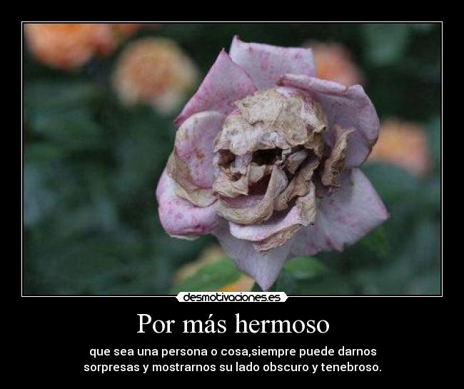 carteles rosa para esa rosa hermosa univc desmotivaciones