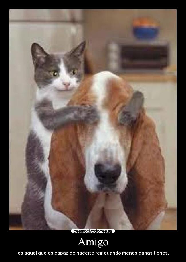 Amigo - 