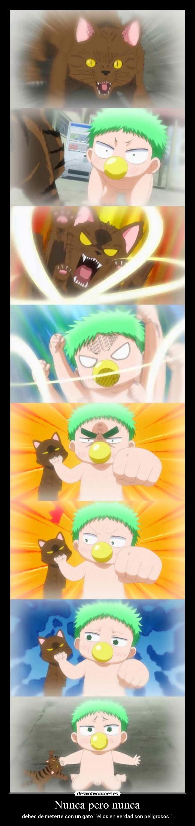 Nunca pero nunca - debes de meterte con un gato ``ellos en verdad son peligrosos´´.