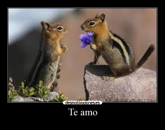 Te amo -