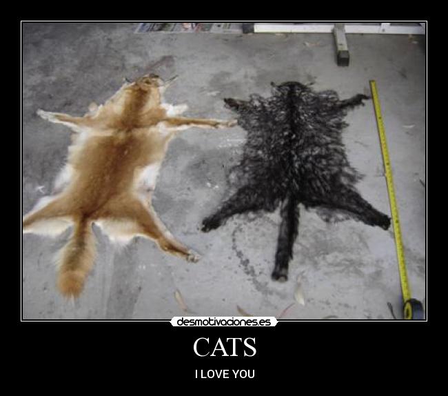 CATS -