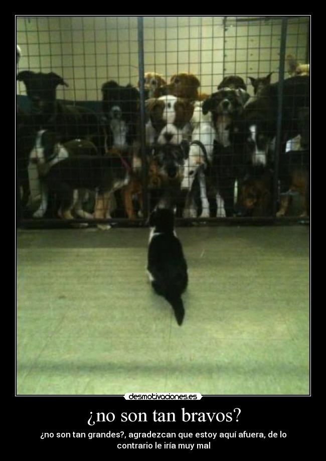 ¿no son tan bravos? -