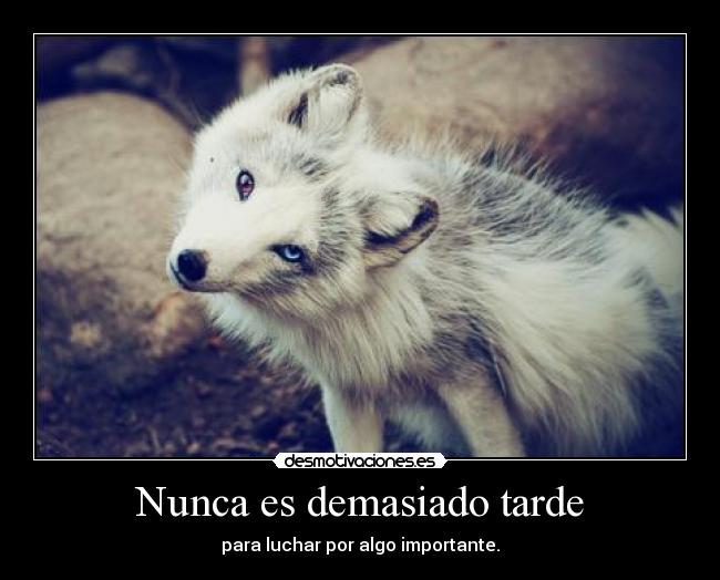 carteles nunca demasiado desmotivaciones