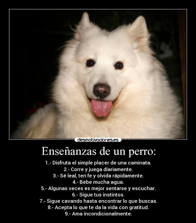 Enseñanzas de un perro: - 1.- Disfruta el simple placer de una caminata.
2.- Corre y juega diariamente.
3.- Sé leal, ten fe y olvida rápidamente.
4.- Bebe mucha agua.
5.- Algunas veces es mejor sentarse y escuchar.
6.- Sigue tus instintos.
7.- Sigue cavando hasta encontrar lo que buscas.
8.- Acepta lo que te da la vida con gratitud.
9.- Ama incondicionalmente.