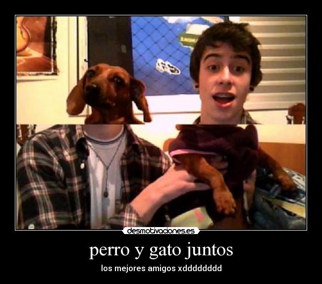 perro y gato juntos - 