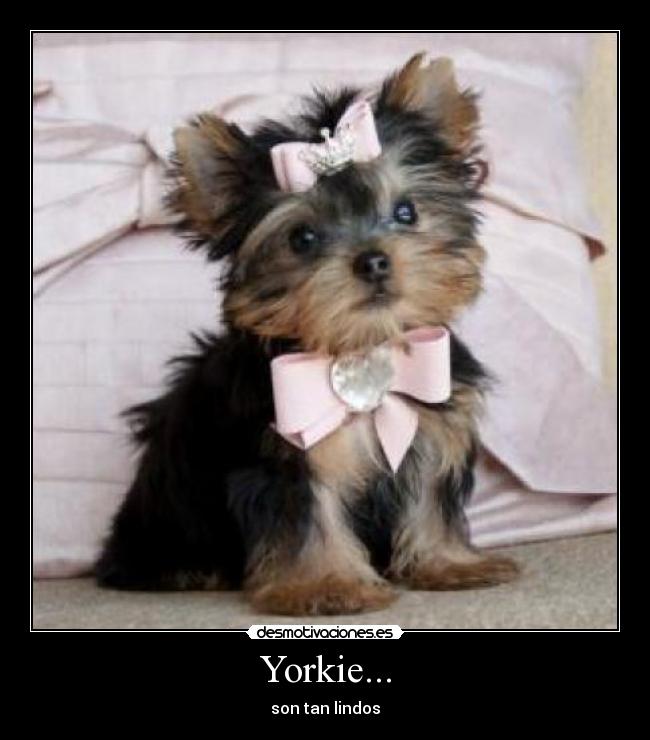 Yorkie... - son tan lindos