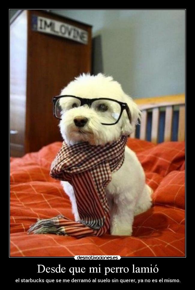 carteles perro hipster desmotivaciones