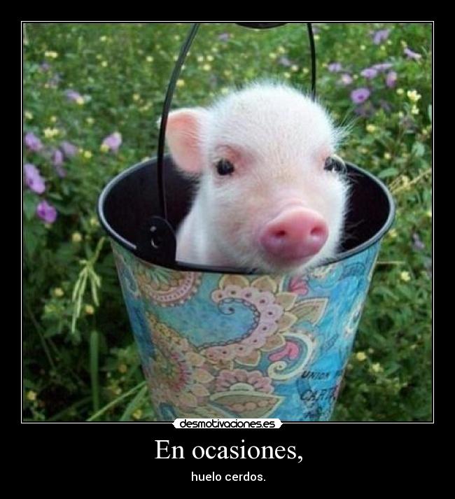 En ocasiones, - huelo cerdos.