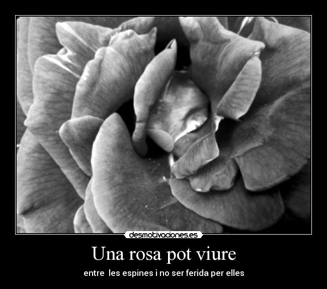 carteles sentiment desmotivaciones