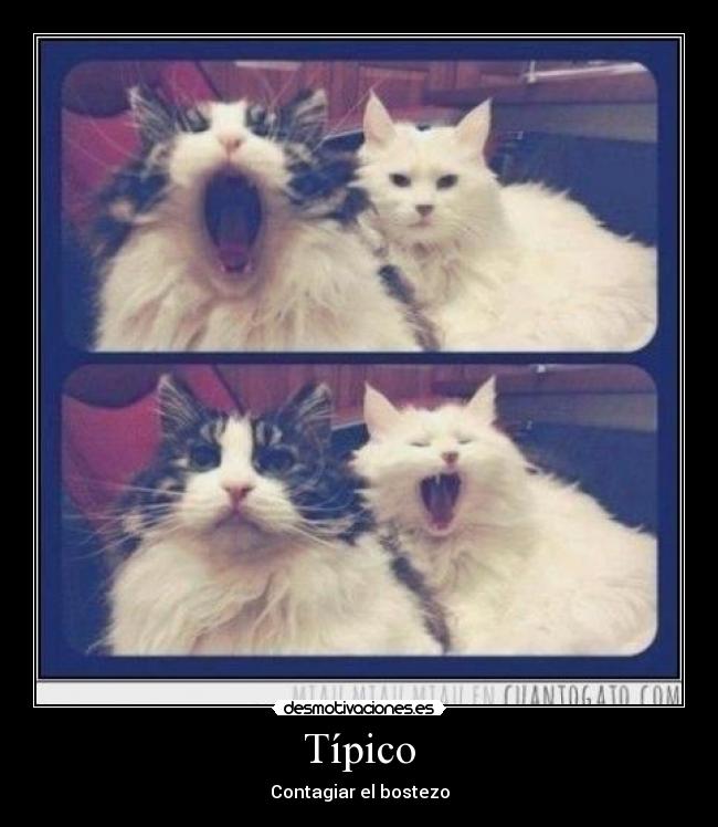Típico - Contagiar el bostezo