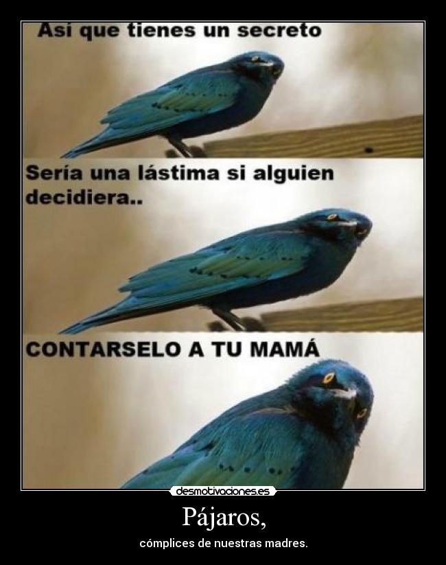 Pájaros, - cómplices de nuestras madres.