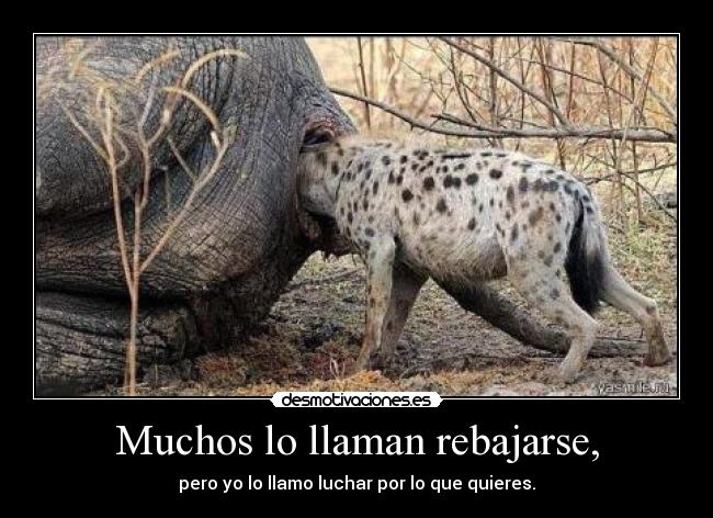 Muchos lo llaman rebajarse, - pero yo lo llamo luchar por lo que quieres.