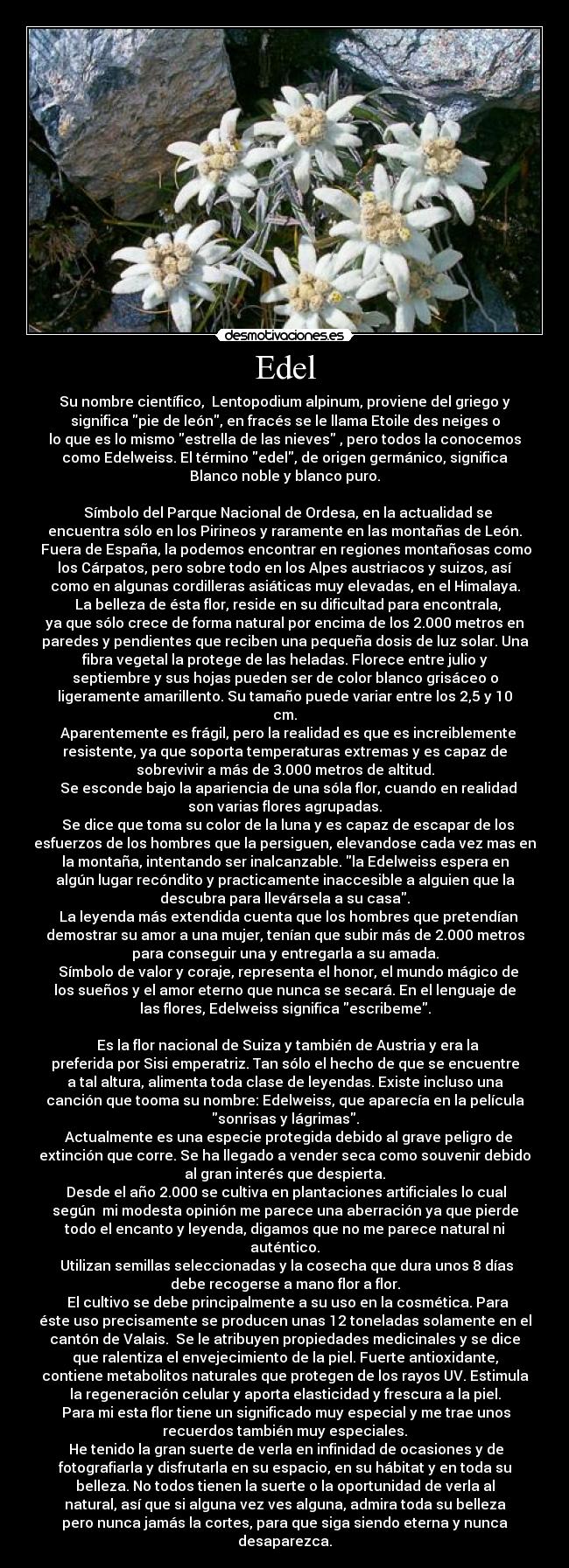 Edel - Su nombre científico,  Lentopodium alpinum, proviene del griego y
significa pie de león, en fracés se le llama Etoile des neiges o
lo que es lo mismo estrella de las nieves , pero todos la conocemos
como Edelweiss. El término edel, de origen germánico, significa
Blanco noble y blanco puro.

  Símbolo del Parque Nacional de Ordesa, en la actualidad se
encuentra sólo en los Pirineos y raramente en las montañas de León.
 Fuera de España, la podemos encontrar en regiones montañosas como
los Cárpatos, pero sobre todo en los Alpes austriacos y suizos, así
como en algunas cordilleras asiáticas muy elevadas, en el Himalaya.
  La belleza de ésta flor, reside en su dificultad para encontrala,
ya que sólo crece de forma natural por encima de los 2.000 metros en
paredes y pendientes que reciben una pequeña dosis de luz solar. Una
fibra vegetal la protege de las heladas. Florece entre julio y
septiembre y sus hojas pueden ser de color blanco grisáceo o
ligeramente amarillento. Su tamaño puede variar entre los 2,5 y 10
cm.
  Aparentemente es frágil, pero la realidad es que es increiblemente
resistente, ya que soporta temperaturas extremas y es capaz de
sobrevivir a más de 3.000 metros de altitud.
  Se esconde bajo la apariencia de una sóla flor, cuando en realidad
son varias flores agrupadas.
  Se dice que toma su color de la luna y es capaz de escapar de los
esfuerzos de los hombres que la persiguen, elevandose cada vez mas en
la montaña, intentando ser inalcanzable. la Edelweiss espera en
algún lugar recóndito y practicamente inaccesible a alguien que la
descubra para llevársela a su casa.
  La leyenda más extendida cuenta que los hombres que pretendían
demostrar su amor a una mujer, tenían que subir más de 2.000 metros
para conseguir una y entregarla a su amada.
  Símbolo de valor y coraje, representa el honor, el mundo mágico de
los sueños y el amor eterno que nunca se secará. En el lenguaje de
las flores, Edelweiss significa escribeme.

  Es la flor nacional de Suiza y también de Austria y era la
preferida por Sisi emperatriz. Tan sólo el hecho de que se encuentre
a tal altura, alimenta toda clase de leyendas. Existe incluso una
canción que tooma su nombre: Edelweiss, que aparecía en la película
sonrisas y lágrimas.
  Actualmente es una especie protegida debido al grave peligro de
extinción que corre. Se ha llegado a vender seca como souvenir debido
al gran interés que despierta.
 Desde el año 2.000 se cultiva en plantaciones artificiales lo cual
según  mi modesta opinión me parece una aberración ya que pierde
todo el encanto y leyenda, digamos que no me parece natural ni
auténtico.
 Utilizan semillas seleccionadas y la cosecha que dura unos 8 días
debe recogerse a mano flor a flor.
  El cultivo se debe principalmente a su uso en la cosmética. Para
éste uso precisamente se producen unas 12 toneladas solamente en el
cantón de Valais.  Se le atribuyen propiedades medicinales y se dice
que ralentiza el envejecimiento de la piel. Fuerte antioxidante,
contiene metabolitos naturales que protegen de los rayos UV. Estimula
la regeneración celular y aporta elasticidad y frescura a la piel.
 Para mi esta flor tiene un significado muy especial y me trae unos
recuerdos también muy especiales.
 He tenido la gran suerte de verla en infinidad de ocasiones y de
fotografiarla y disfrutarla en su espacio, en su hábitat y en toda su
belleza. No todos tienen la suerte o la oportunidad de verla al
natural, así que si alguna vez ves alguna, admira toda su belleza
pero nunca jamás la cortes, para que siga siendo eterna y nunca
desaparezca.