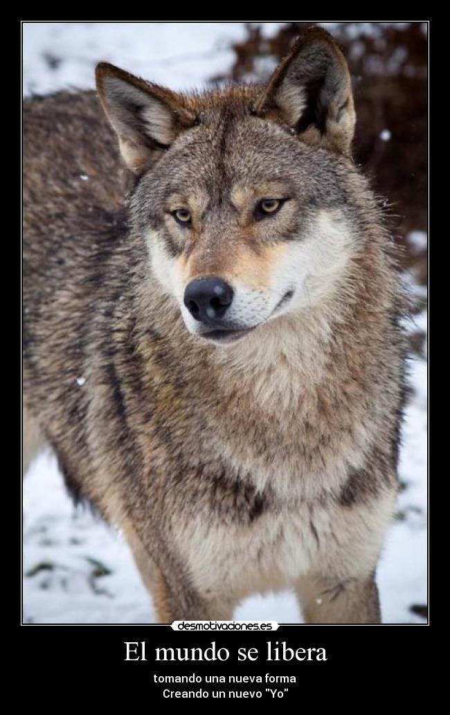 El mundo se libera - 