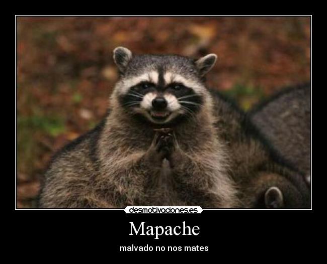 Mapache -