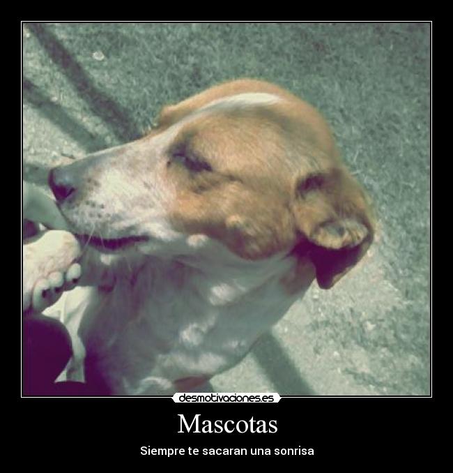Mascotas - Siempre te sacaran una sonrisa