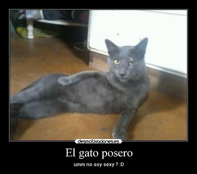 El gato posero - 